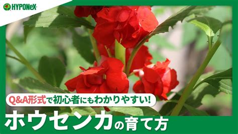 ホウセンカ 摘心|ホウセンカ(鳳仙花)の育て方｜種の植え方や水やりの 